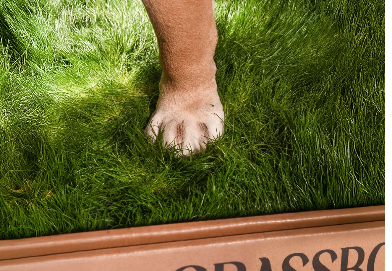 Real GrassBox