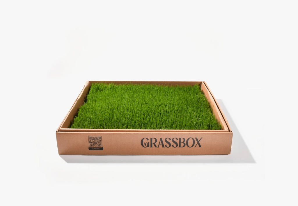 Real GrassBox